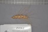 Click for 1 image(s) for this accession. Spike